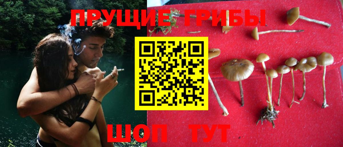 Псилоцибиновые грибы Psilocybe Калуга